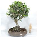 <b>Olivo</b> Esemplare Unico cm 60-390,00 €