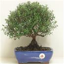 <b>Mirto</b> Esemplare Unico cm 32-57,00 €