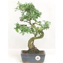 <b>Ligustro</b> Esemplare Unico cm 36-57,00 €