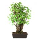 <b>Ginkgo *SPECIAL*</b> - cm 80-2.600,00 €