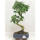 <b>Ligustro</b> Esemplare Unico cm 34-47,00 €