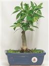 <b>Mandarino Calamondino</b> Esemplare Unico cm 30-69,00 €