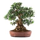 <b>Olivo *SPECIAL*</b> Esemplare Unico cm.61-1.200,00