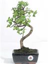 <b>Portulacaria</B> Esemplare Unico cm 35-47,00 € (10)