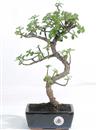 <b>Portulacaria</B> Esemplare Unico cm 36-47,00 € (10)