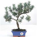 <b>Podocarpo</b> Esemplare Unico cm 32-37,00 € (10)