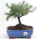 <b>Rosmarino</b> Esemplare Unico cm 26-49,80 €