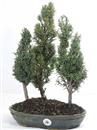 <b>Tasso Bosco</b> Esemplare Unico cm 42-149,00 € IN MANUTENZIONE