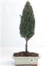 <b>Cipresso</b> Esemplare Unico cm 40-39,80 €