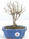 <b>Melograno</b> Esemplare Unico cm 24-87,00 €