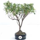 .<b>Azalea Indica</b> Esemplare Unico cm 34-29,80 €