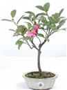 <b>Camelia</b> Esemplare Unico cm 33-39,80 €