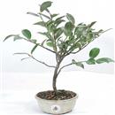 <b>Camelia</b> Esemplare Unico cm 35-39,80 €