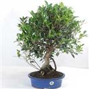 <b>Ficus</b> Esemplare Unico cm 57-99,00 € (10)