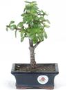 <b>Portulacaria</B> Esemplare Unico cm 22-24,00 € (10)