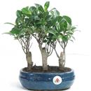 <b>Ficus Bosco</b> Esemplare Unico cm 27-49,80 € (10)