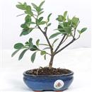 <b>Gardenia Crown Jewel</b> Esemplare Unico cm 24-37,00 €
