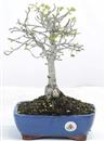 <b>Quercia</b> Esemplare Unico cm 33-59,00 €