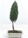 <b>Cipresso</b> Esemplare Unico cm 39-39,80 €