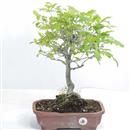 <b>Quercia</b> Esemplare Unico cm 44-79,00 €