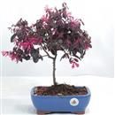 <b>Loropetalum</b> Esemplare Unico cm 33-59,00 €