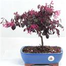 <b>Loropetalum</b> Esemplare Unico cm 28-59,00 €