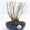 <b>Melograno Nano Bosco</b> Esemplare Unico cm 19-33,00 €