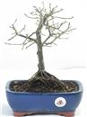 <b>Quercia</b> Esemplare Unico cm 28-57,00 €
