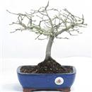 <b>Quercia</b> Esemplare Unico cm 30-59,00 €