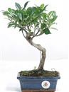 <b>Ficus</b> Esemplare Unico cm 29-29,80 € (10)