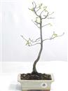 <b>Carpino Bianco</b> Esemplare Unico cm 40-45,00