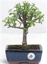 <b>Portulacaria</B> Esemplare Unico cm 26-27,00 € (10)