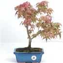 <b>Acero Deshojo</b> Esemplare Unico cm 37-59,00 €