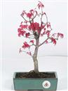 <b>Acero Deshojo</b> Esemplare Unico cm 28-87,00 €