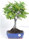 <b>Quercia</b> Esemplare Unico cm 42-59,00 €