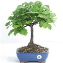 <b>Quercia</b> Esemplare Unico cm 41-59,00 €