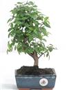 <b>Zelkova Serrata</b> Esemplare Unico cm 28-57,00 €