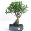 <b>Ficus</b> Esemplare Unico cm 35-39,00 € (10)