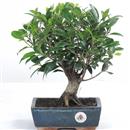 <b>Ficus</b> Esemplare Unico cm 29-39,00 € (10)