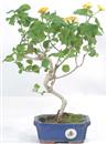 <b>Lantana</b> Esemplare Unico cm 33-69,00 €