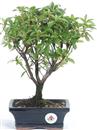 .<b>Azalea Indica</b> Esemplare Unico cm 29-49,00 €