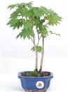 <b>Acero Vitifolium</b> Esemplare Unico cm 31-49,00 €