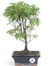 .<b>Azalea Indica</b> Esemplare Unico cm 33-49,00 €