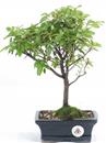 <b>Azalea Indica</b> Esemplare Unico cm 31-47,00 €