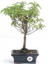 <b>Azalea Indica</b> Esemplare Unico cm 33-48,00 €