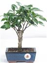 <b>Ficus</b> Esemplare Unico cm 26-27,00 € (10)