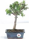 <b>Portulacaria</B> Esemplare Unico cm 29-27,00 € (10)