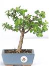 <b>Portulacaria</B> Esemplare Unico cm 25-29,00 € (10)