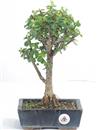 <b>Portulacaria</B> Esemplare Unico cm 32-49,00 € (10)