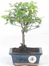 <b>Sagerezia</b> Esemplare Unico cm 23-19,80 € (7)